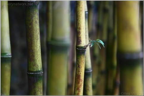 bamboo - new shoots