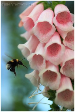 COLLECTING POLLEN