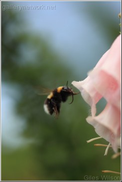 FOXGLOVE AND BEE