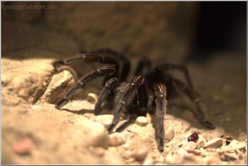 taranchula spider