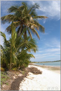tropical palmtrees