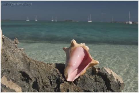 pink conch shell