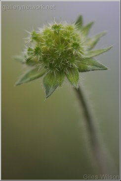 Scabious-seed head