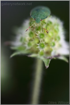 Bug on Scabious seed head