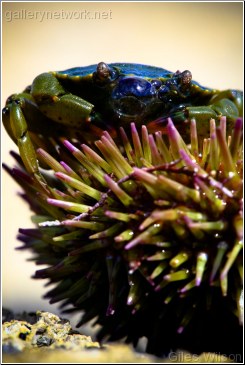 Crab on sea cucumber