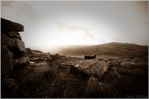 pony on bodmin moor