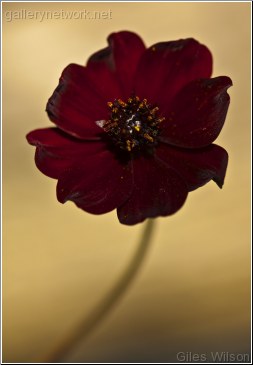 CHOCOLATE COSMOS