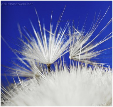 ARTICHOKE SEED HEAD