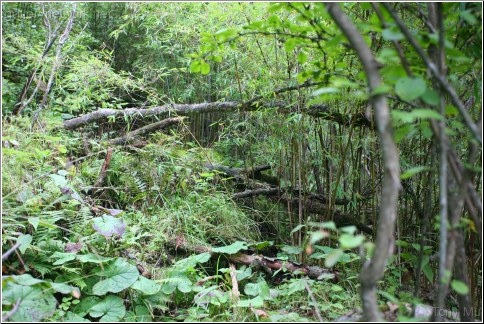 Bamboo Forest (Natural Giant Panda Habitat)