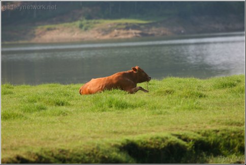 Cattle by the pond where Crested Ibis live
