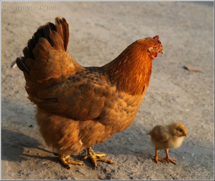 chick and mother hen