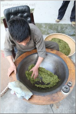 pan fired longjing tea leaves