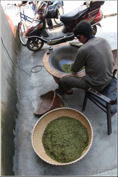 preparing tea leaves
