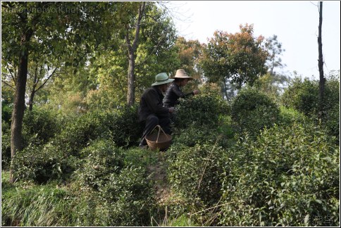 picking tea leaves