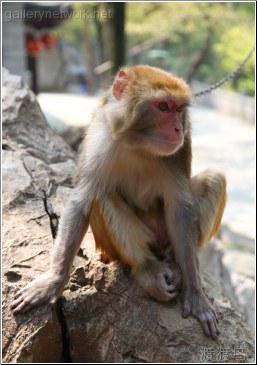monkey on rock
