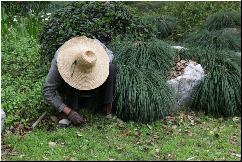 chinese gardener