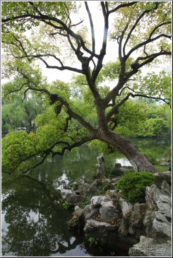 xihu tree on water