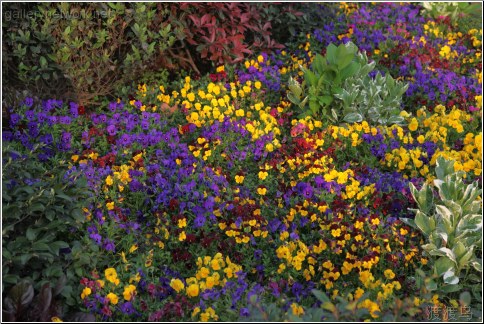 flowers in hangzhou