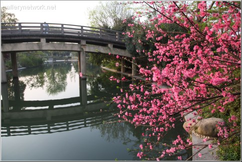 hangzhou pink flowers