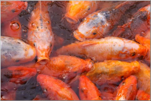 goldfish feeding