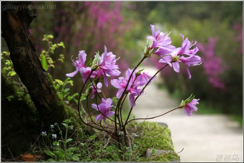 anhui pink flowers