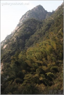 anhui bamboo forest