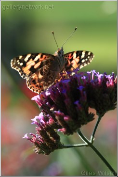 SMALL TORTOISESHELL BUTTERFLY