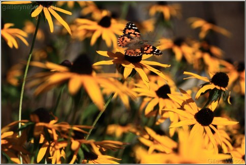 SMALL TORTOISESHELL BUTTERFLY