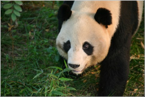 Giant Panda