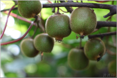 hanging kiwi