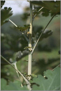 green leafs