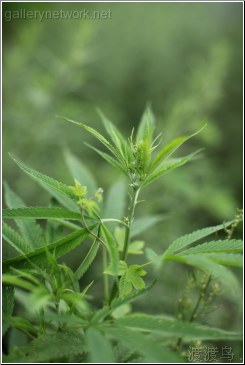 wild hemp