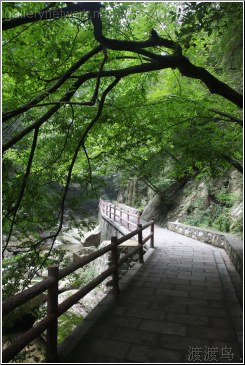 taiping leafy branch