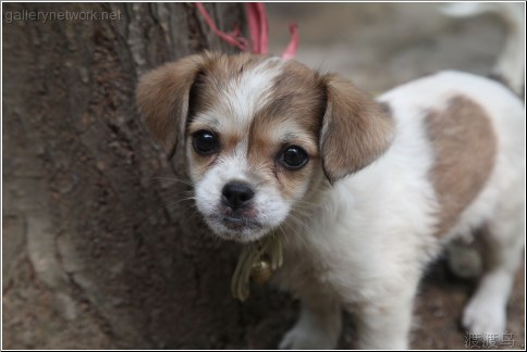 puppy tied to tree