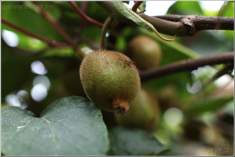 kiwi plantation