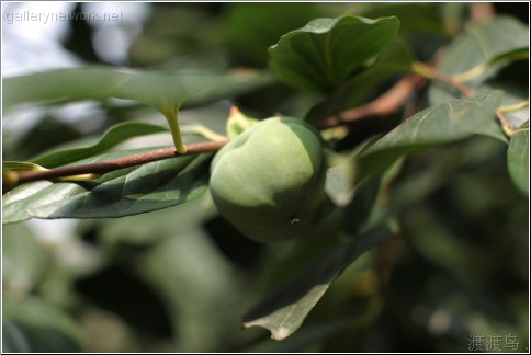 green fruit