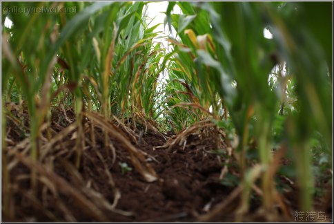 between the stalks