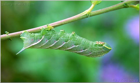 eyed hawk moth catapillar