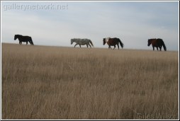 Moor ponies