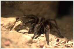 taranchula spider