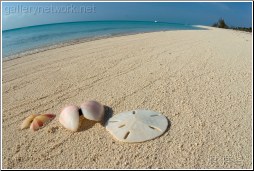 bahamas shells