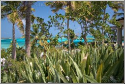 bahamas lagoon
