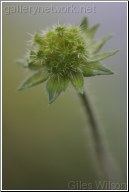 Scabious-seed head