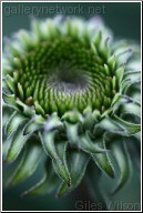 Echinacea head