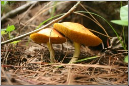 Wild Mushroom - Tony Mu
