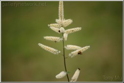 Wild Grass and Wild Bee - Tony Mu
