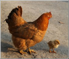 chick and mother hen