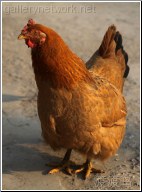 chicken crossing road - 渡渡鸟 .
