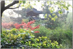 hangzhou leaves