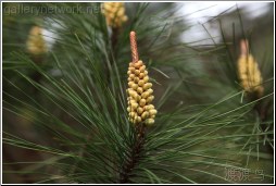 pine tree buds